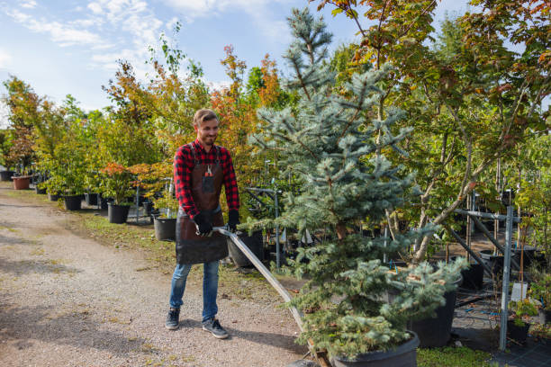 Best Emergency Tree Service  in Reston, VA